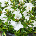 thumbnail image 4 of Gumpo White Miniature Dwarf Azalea – Live Evergreen Flowering Shrub with White Blooms, 1 Gallon Potted, Single Plant, 4 of 6