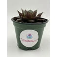 thumbnail image 4 of Echeveria purpusorum, Urbinia Purpusii, Dudleya Purpusii, Rare Succulent, Variegated Plant, Dark Black Echeveria, Rosette Shape, Natural, 4 of 9
