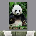 thumbnail image 2 of wall26 Canvas Print Wall Art Giant Panda Chewing on Bamboo Shoot Animals Wildlife Photography Modern Art Tropical Scenic Relax/Calm Multicolor Colorful for Living Room, Bedroom, Office - 16"x24&, 2 of 5