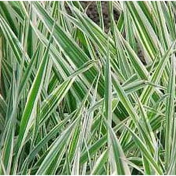 CZ Grain 1000 Reed Canary Phalaris Arundinacea Plant Seeds