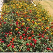 Daylily Nursery 6' Multi Color Lantana Live Plants in 4" Pots (3 Count), Naturally Repels Mosquitoes