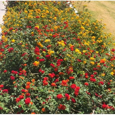 Daylily Nursery 6' Multi Color Lantana Live Plants in 4" Pots (3 Count), Naturally Repels Mosquitoes