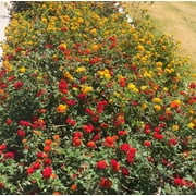 Lantana Multi-Color Mix, 3 Separate Plants, in 3 separate 4 inch Pots