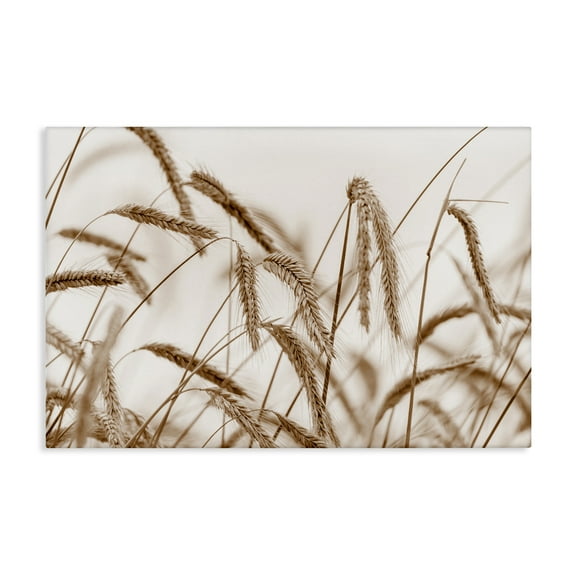 Stupell Industries Windswept Wheat Sprigs Plants & Flowers Photography Wrapped Canvas Art Print Wall Art, 24 x 16