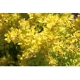 thumbnail image 2 of Dwarf Golden Barberry 2 Gallon, 2 of 4