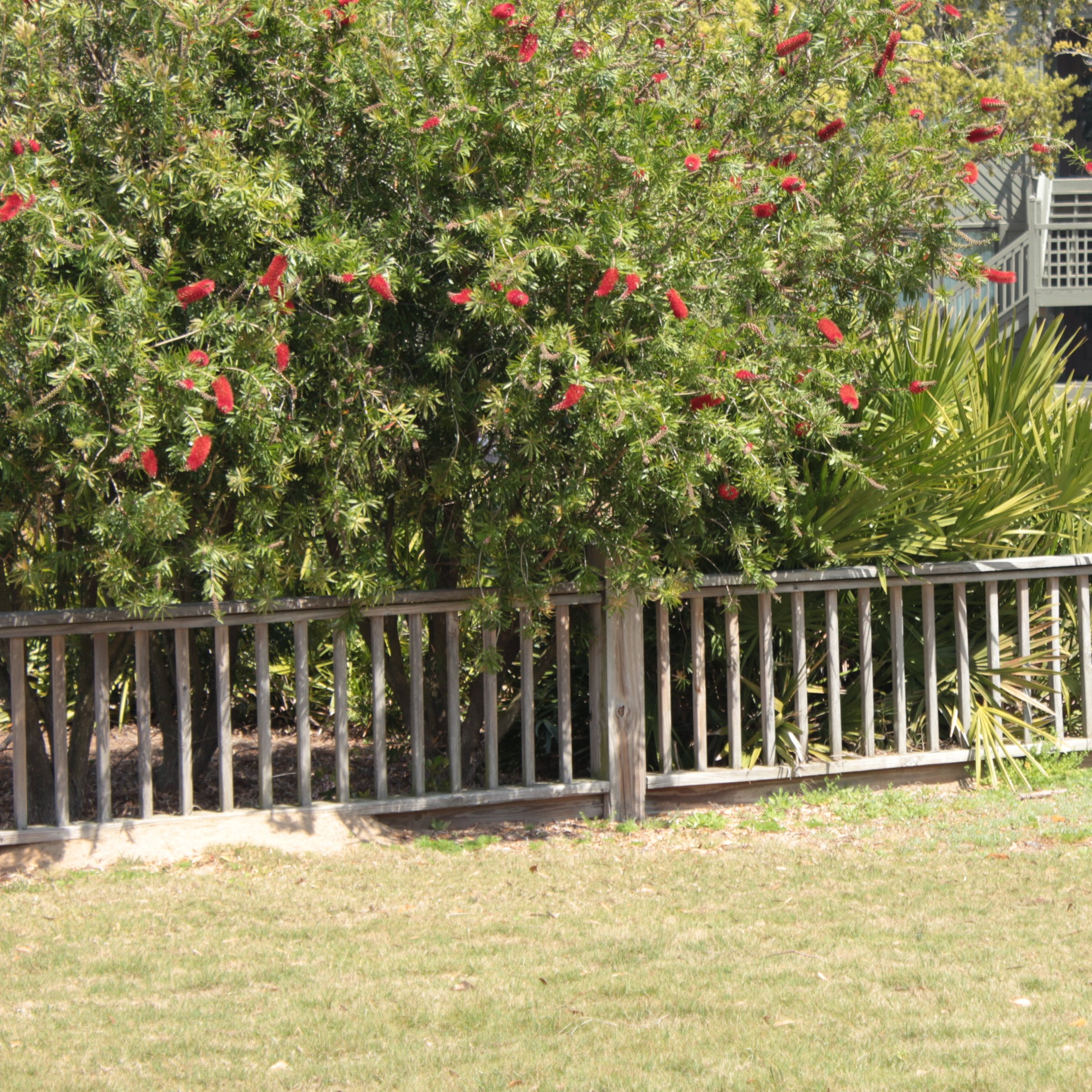 National Plant Network 1 gal Bottlebrush Shrub with Red Flowers