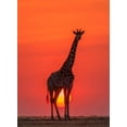 thumbnail image 2 of Zhao, Henry 11x14 Black Ornate Wood Framed with Double Matting Museum Art Print Titled - Sunset Giraffe, 2 of 4