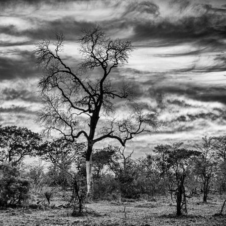 Awesome South Africa Collection Square - Acacia Tree in Savannah II Print Wall Art By Philippe