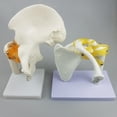 thumbnail image 3 of VONKY Shoulder Joint Human Anatomy Model with Tools Ligaments Functional Style A 1Set, 3 of 6