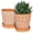 Red, variant on BUYMAX ceramic plant pots, 6 inch plant pots with drainage hole and saucer, indoor/outdoor flower pots, set of 2, leaf embossed - white glaze