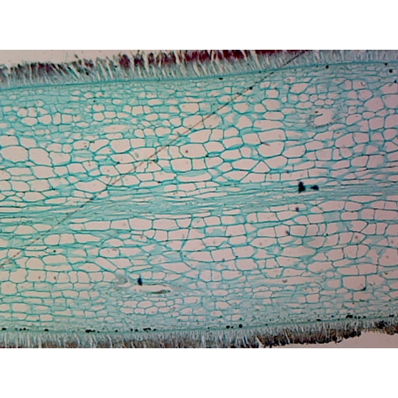 Laminaria (Phaeophyta Brown Algae); Cross Section by Go Science Crazy
