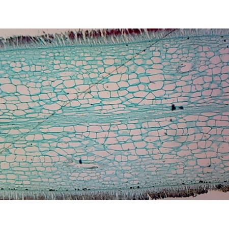 Laminaria (Phaeophyta Brown Algae); Cross Section by Go Science Crazy price history on PriceWatchPro