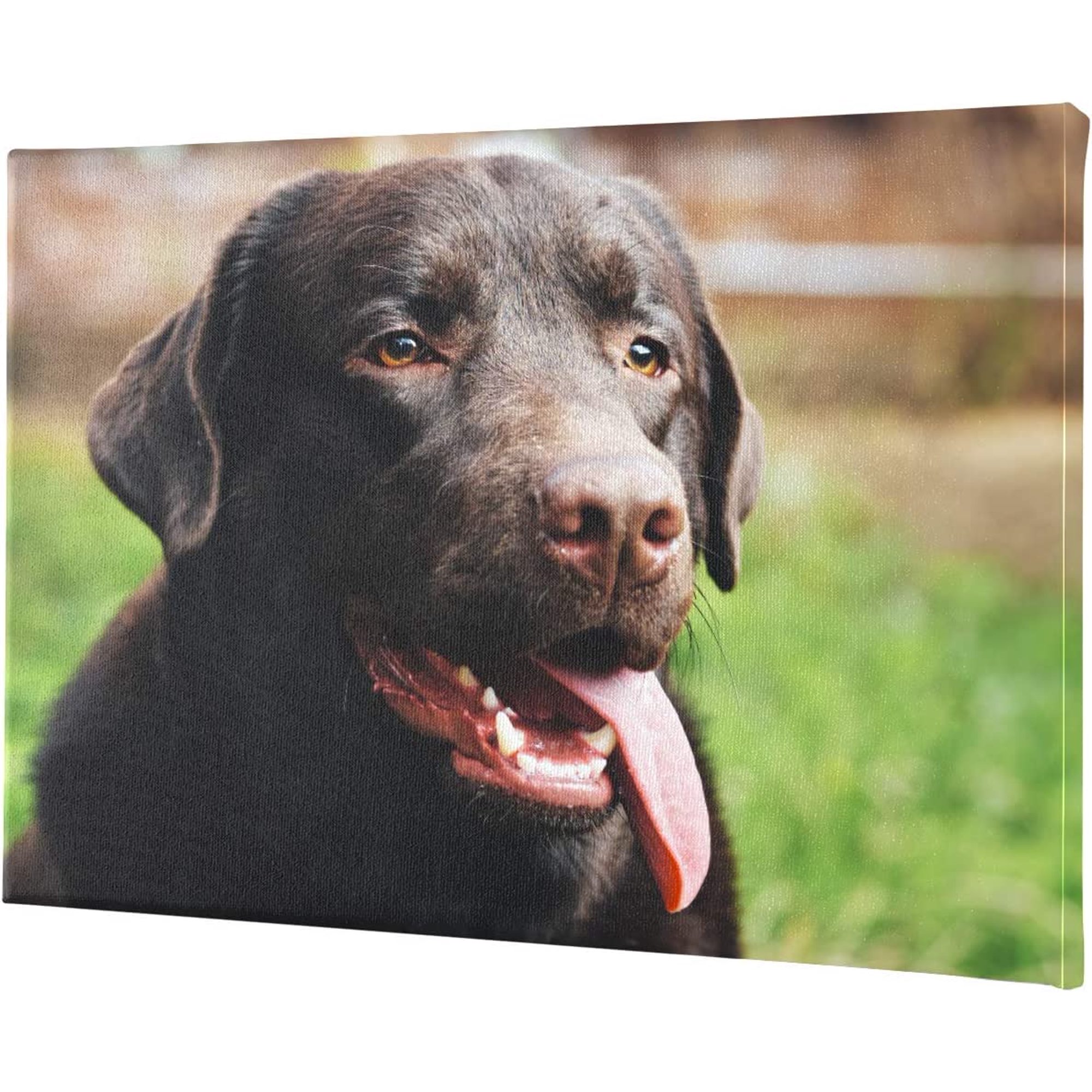 What Does Wall Eyed On A Dog Mean