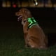 thumbnail image 1 of Arnés Luminoso para Mascotas Arnés Luminoso para Perros Correa de Pecho Ajustable para Mascotas S, 1 of 10