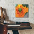 thumbnail image 5 of Epic Art 'Floral Pop IV' by Lori Deiter, Acrylic Glass Wall Art, 12"x12", 5 of 8
