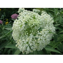 White Swamp Milkweed Native Seeds for Planting (100 Seeds) - Whorled Milkweed - Asclepias verticillata - Great for Butterflies