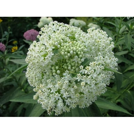 White Swamp Milkweed Native Seeds for Planting (100 Seeds) - Whorled Milkweed - Asclepias verticillata - Great for Butterflies