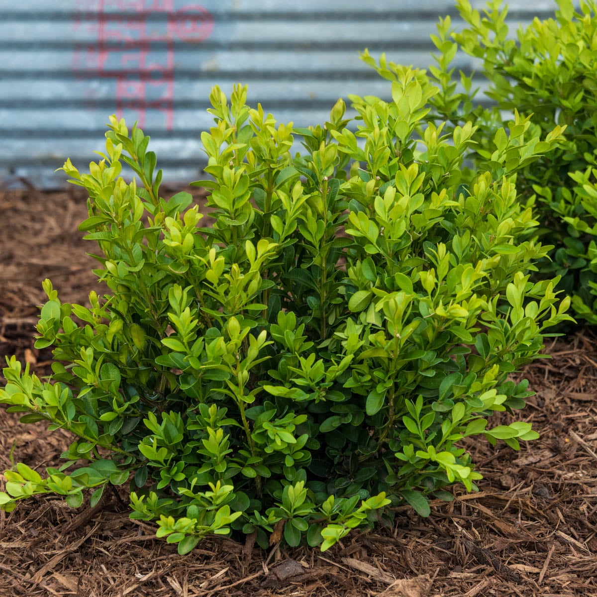 Green Velvet Boxwood Broadleaf Evergreen Shrub Grown In A 250 Quart Pot 1 Pack 0526