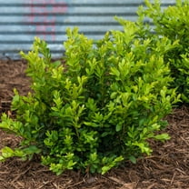 Gurney's 2.50 qt Green Velvet Boxwood Live Shrub