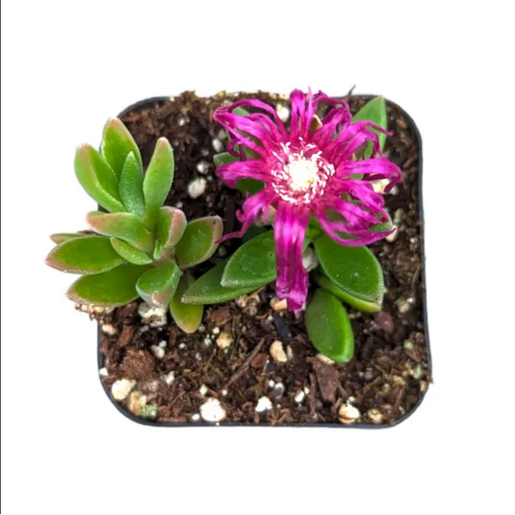 Cooper's Hardy Ice Plant - Delosperma Cooperi Succulent Plant 2 Inch for Indoor Outdoor Home Office Garden Decor