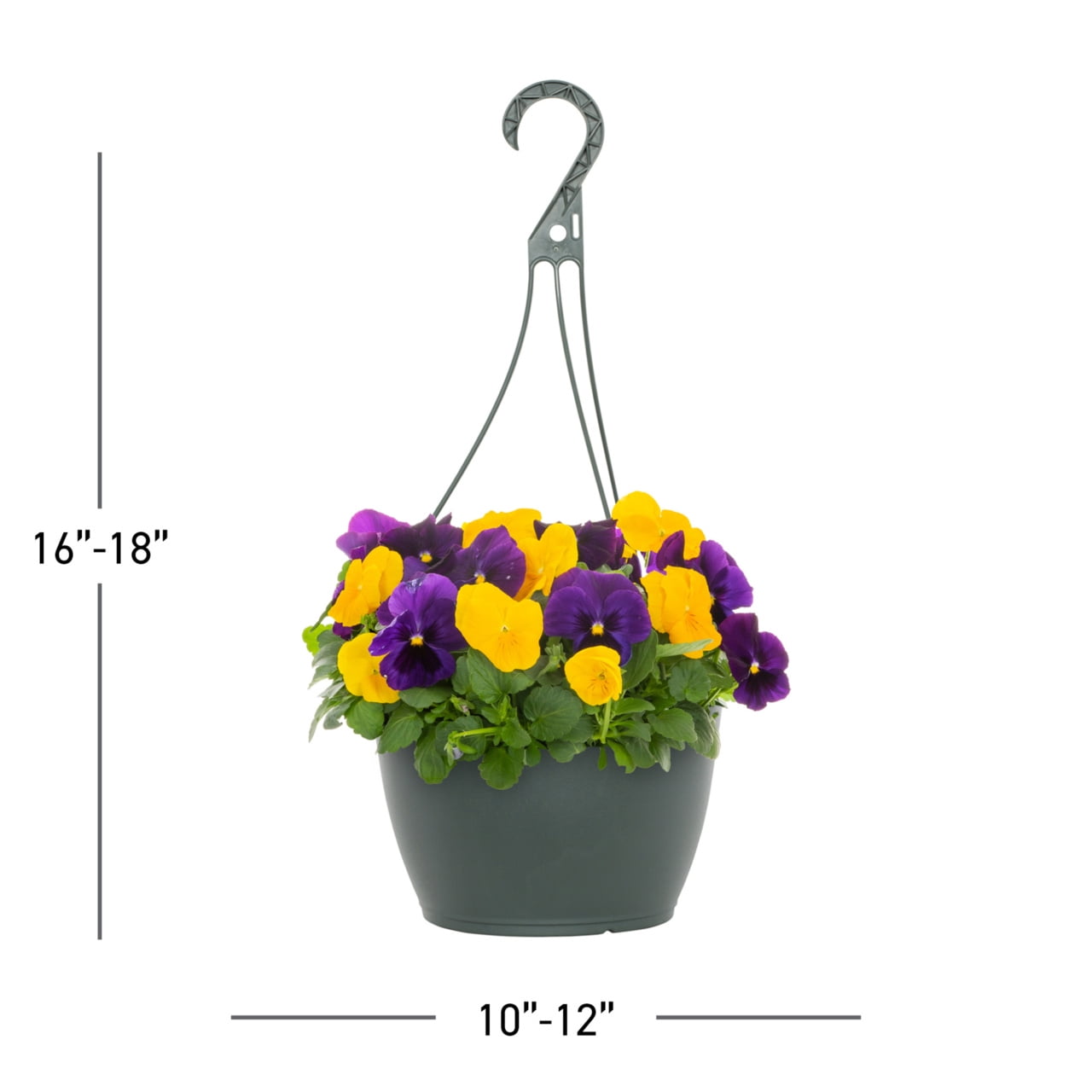 Expert Gardener 1.5gal Purple Yellow Pansy Live Annual Plant Hanging Basket Sun