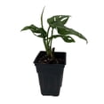 thumbnail image 2 of Swiss Cheese Plant - Monstera adansonii - 2.5" Pot, 2 of 4