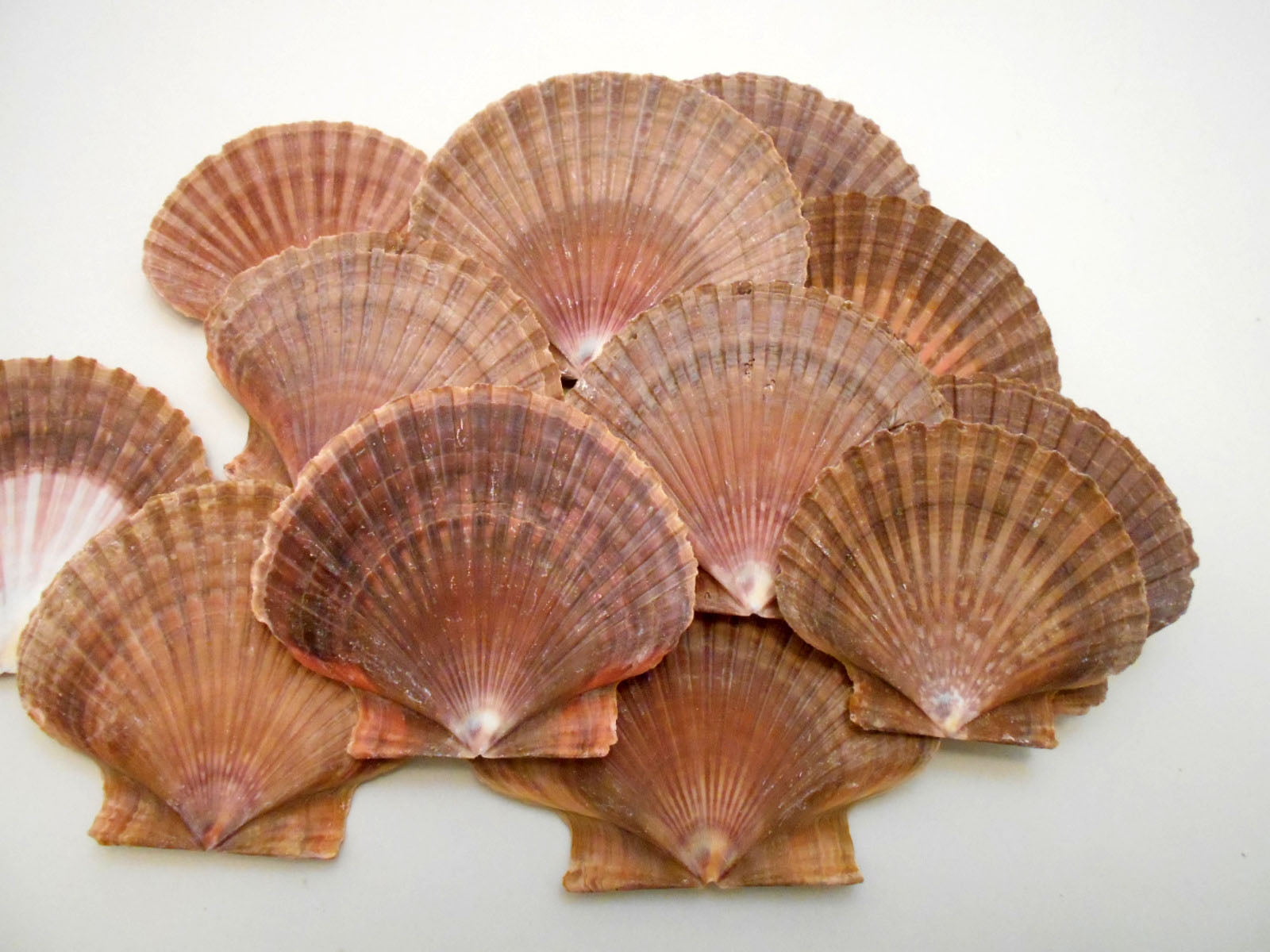 Natural Scallop Shells Various Sizes