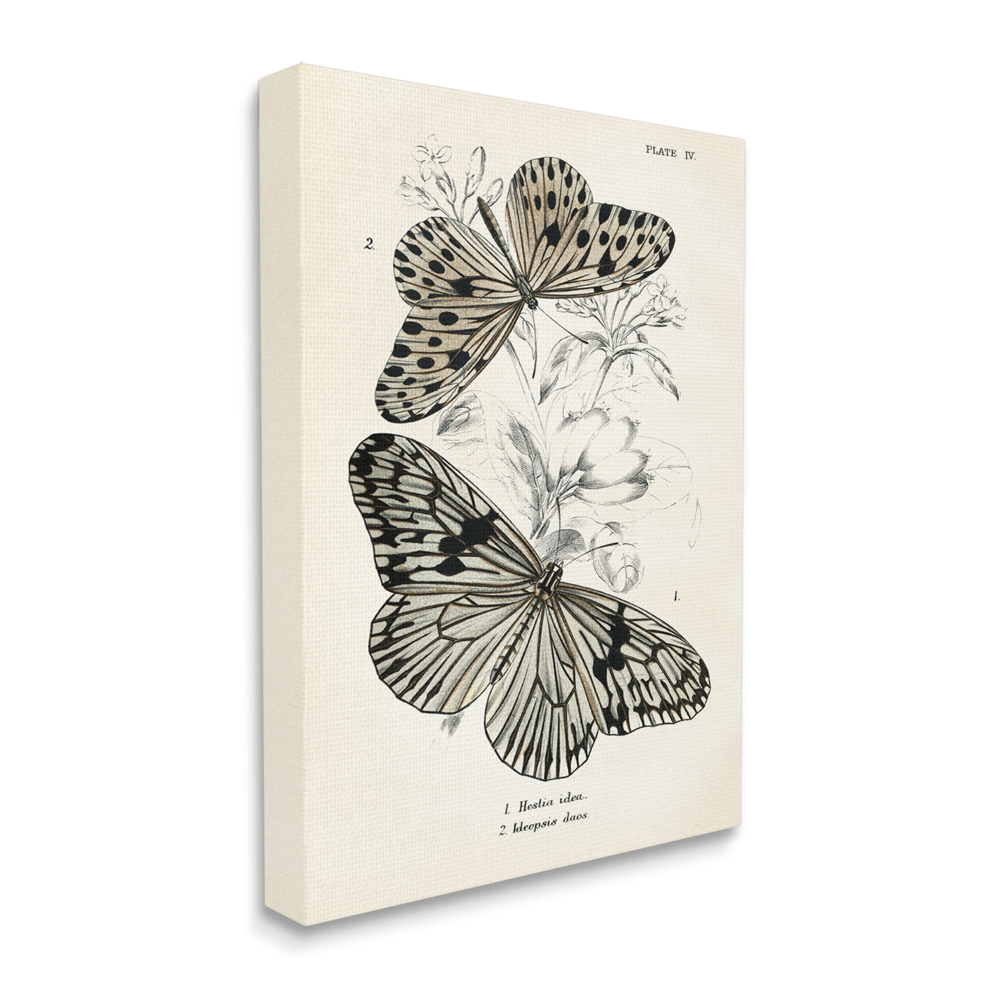 Stupell Industries Butterfly & Herb Studies Animals & Insects Painting Gallery Wrapped Canvas Print Wall Art, 16 x 20