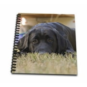 3dRose Labrador Retriever puppy dog - NA02 RBR0015 - Rick A. Brown - Mini Notepad, 4 by 4-inch