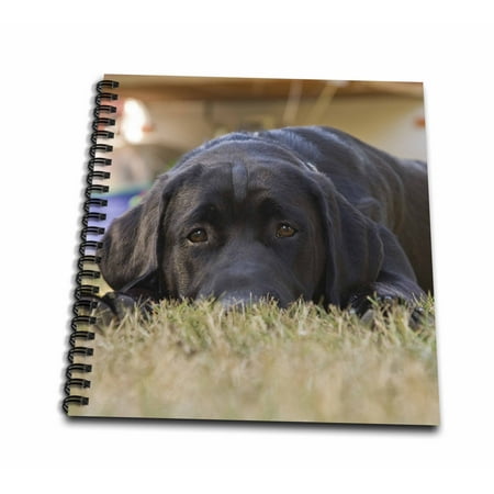 3dRose Labrador Retriever puppy dog - NA02 RBR0015 - Rick A. Brown - Mini Notepad, 4 by 4-inch
