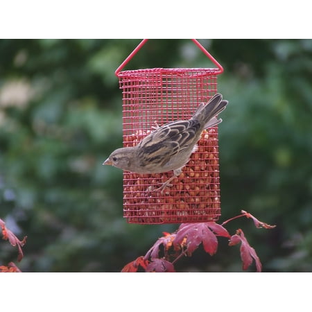 LAMINATED POSTER Bird Bird Seed Sparrow Claws Out Poster Print 24 x (Best Bird Seed For Sparrows)