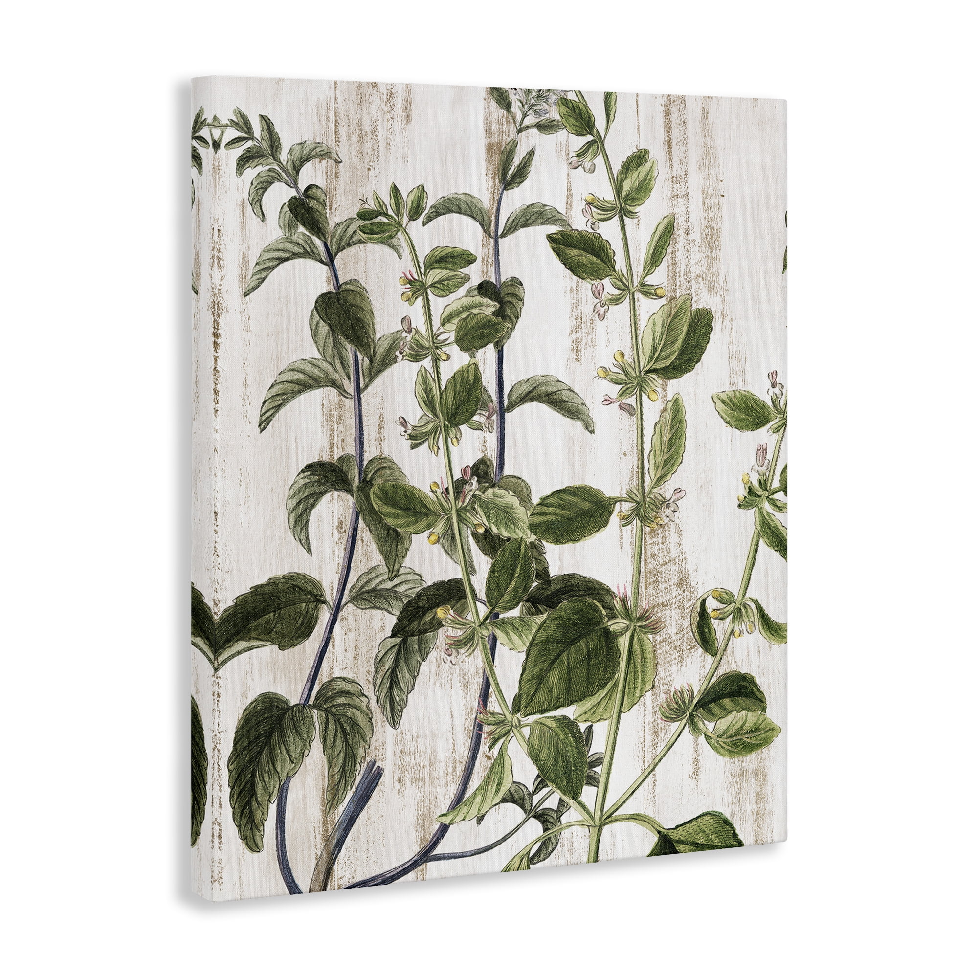 Stupell Industries Rustic Botanical Vines Botanical & Floral Painting Gallery Wrapped Canvas Art Print Wall Art, 16 x 20