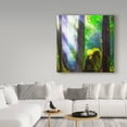 thumbnail image 3 of Trademark Fine Art 'Forest Light Square' Canvas Art by Jason Matias, 3 of 3