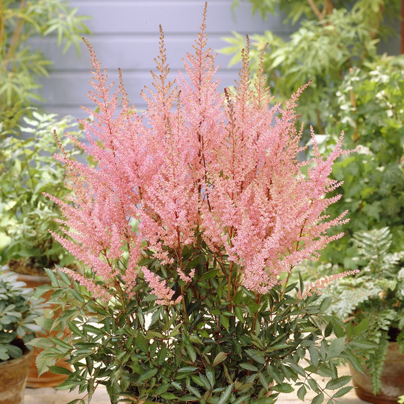 Van Zyverden Astilbe Erika Set of 5 Plant Roots Pink Partial Shade Perennial Pollinator 2 lbs