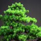 thumbnail image 3 of Plantas artificiales, bonsái Artificial, árbol de enebro, maceta de cerámica, bonsái de pino falso, simulación Zen, planta falsa, árbol bonsái Artificial, 3 of 7