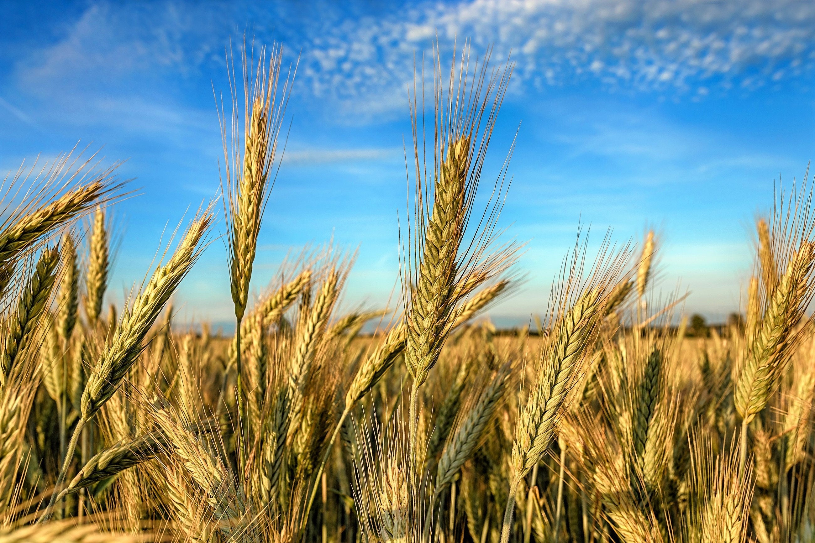 350 AROOSTOOK RYE Secale Cereale Cereal Grain Hardy Winter Cover Crop ...