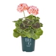 thumbnail image 2 of Better Homes & Gardens 1QT Orange Geranium Live Annual Plant Sun 5-Pack, 2 of 6