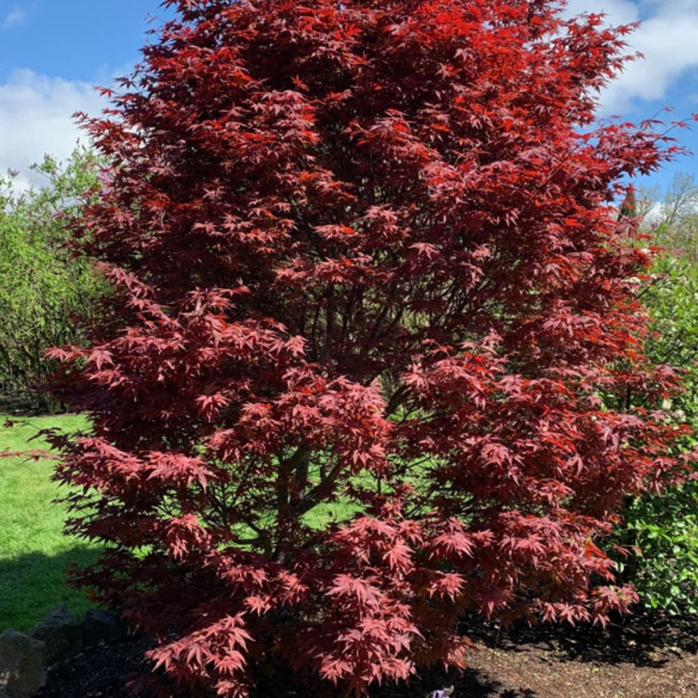 【plants market N】ブラック、レッドジェム　高さ120㎝前後 Red Splyndor Black Gum – Plant Detectives