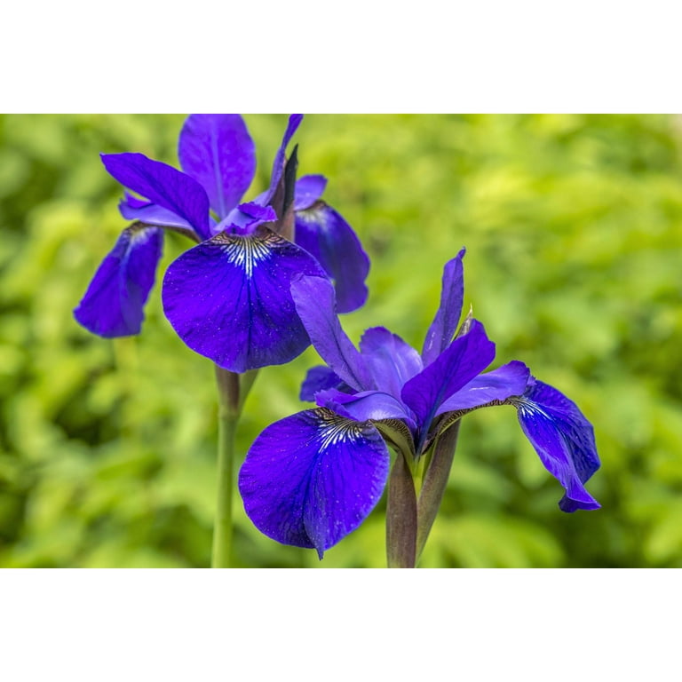 Seedville 25 Blue Flag Iris Iris Versicolor Plant Seeds - Walmart.com