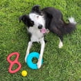 thumbnail image 4 of West Paw's Play Pack Dog Toys (3 Count), 4 of 5