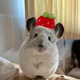 thumbnail image 1 of Adorable Hat for Small and Cats with Adjustable Strap Soft Breathable Outdoor, 1 of 4