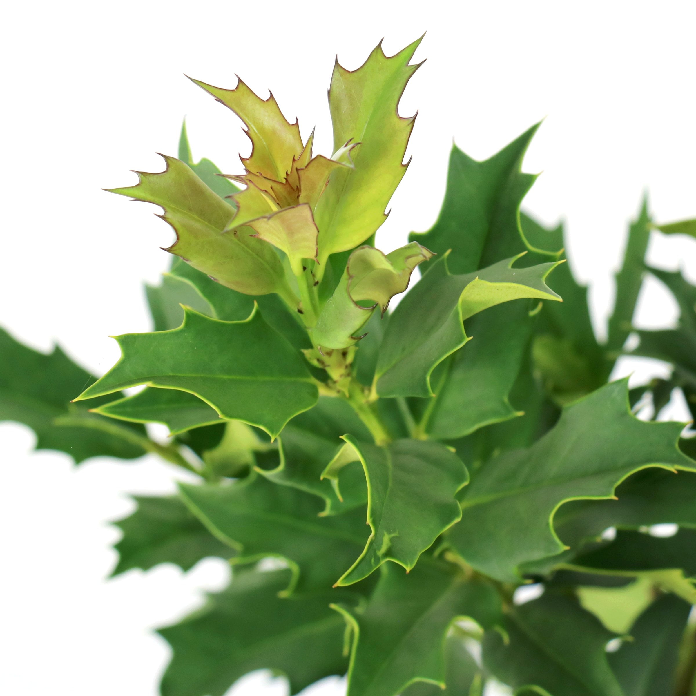 National Plant Network 3 gal. Ilex Green Flame Shrub