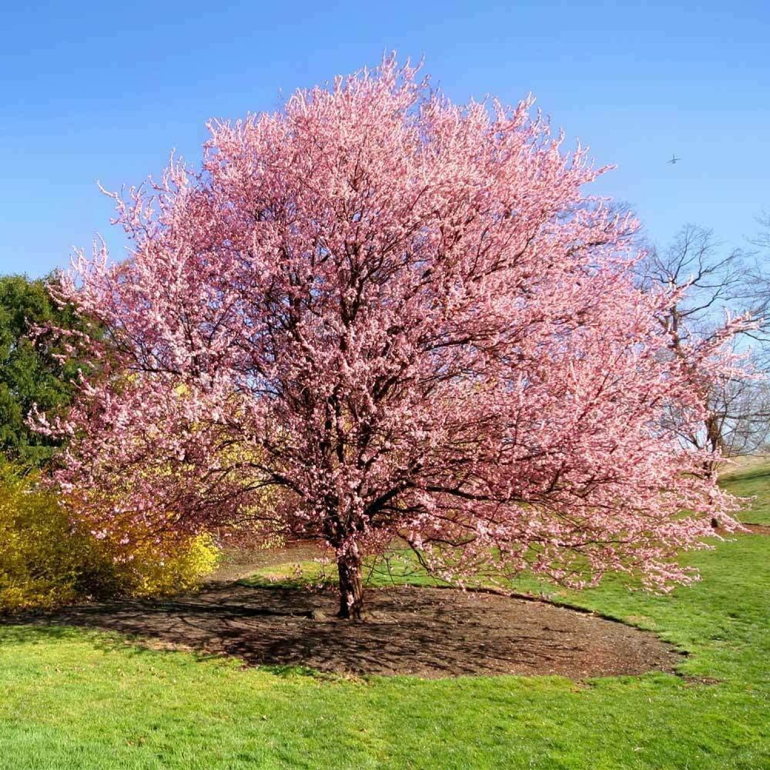 XINiHoXe Kwanzan Japanese Flowering Cherry Tree 814inch Tall Live