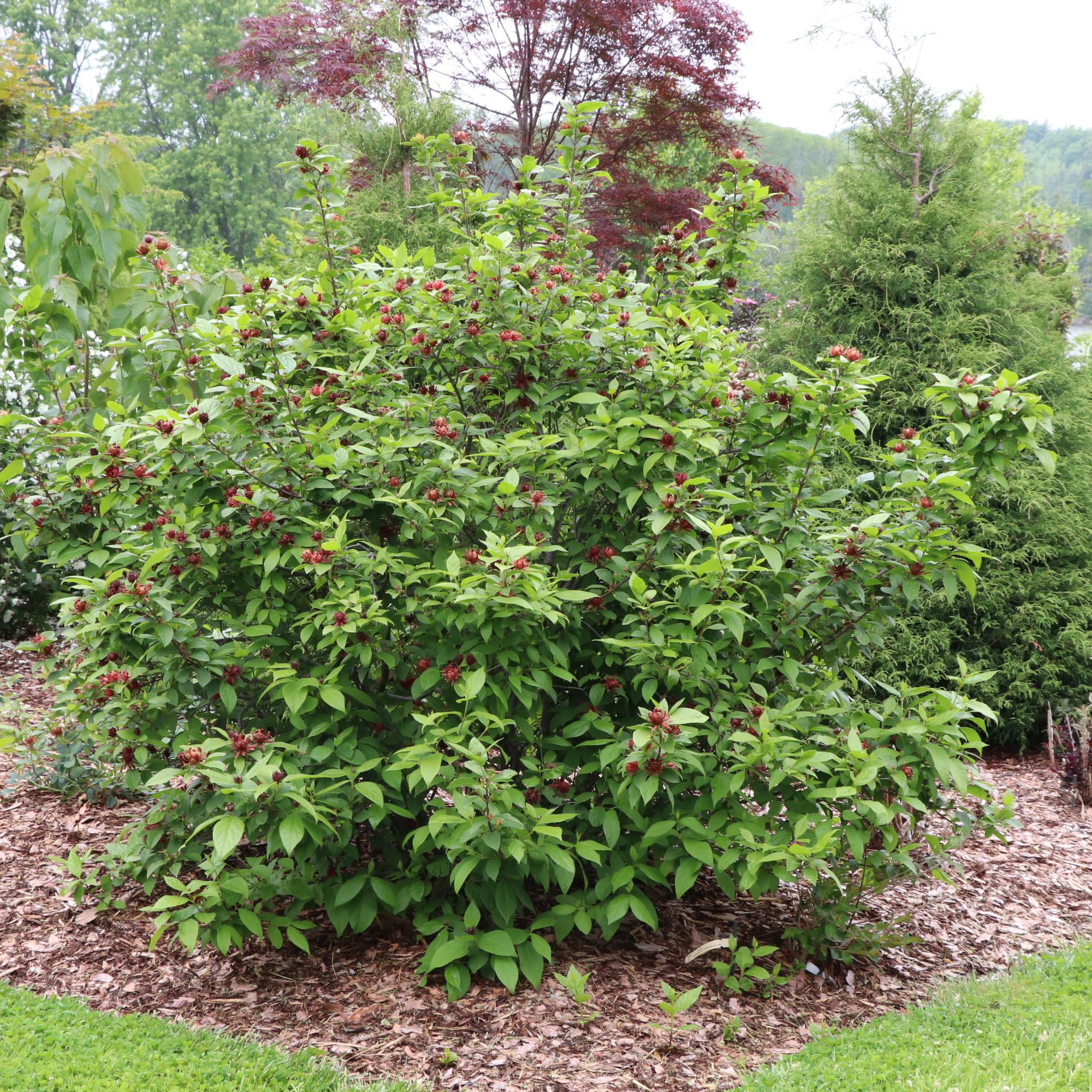 Proven Winners ColorChoice 5" Red Simply Scentsational Sweetshrub Live Plant in 4.5" Pot (4 Count)