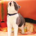 thumbnail image 5 of Basic Adjustable Cat Collar Bling Diamond Breakaway with Bell for Kitten Girl boy, 5 of 6