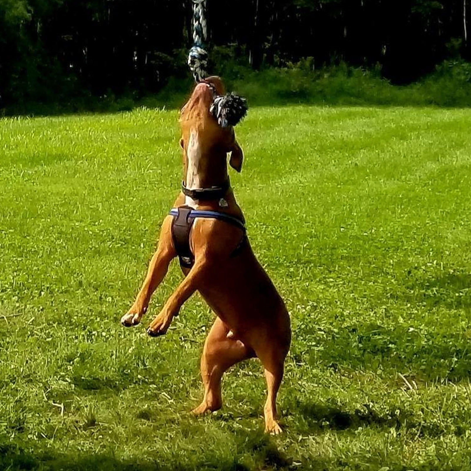 BOKYAN 360° Rotating Spring Pole Dog Toy – Durable Stainless Steel & Dual Cotton Rope for Indoor/Outdoor Muscle Building & Interactive Play