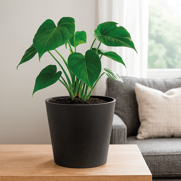 Elly Décor Maceta Cónica Gerbera en Negro Carbon Diseño Moderno con Tapón Roscable ( 32.1 l)