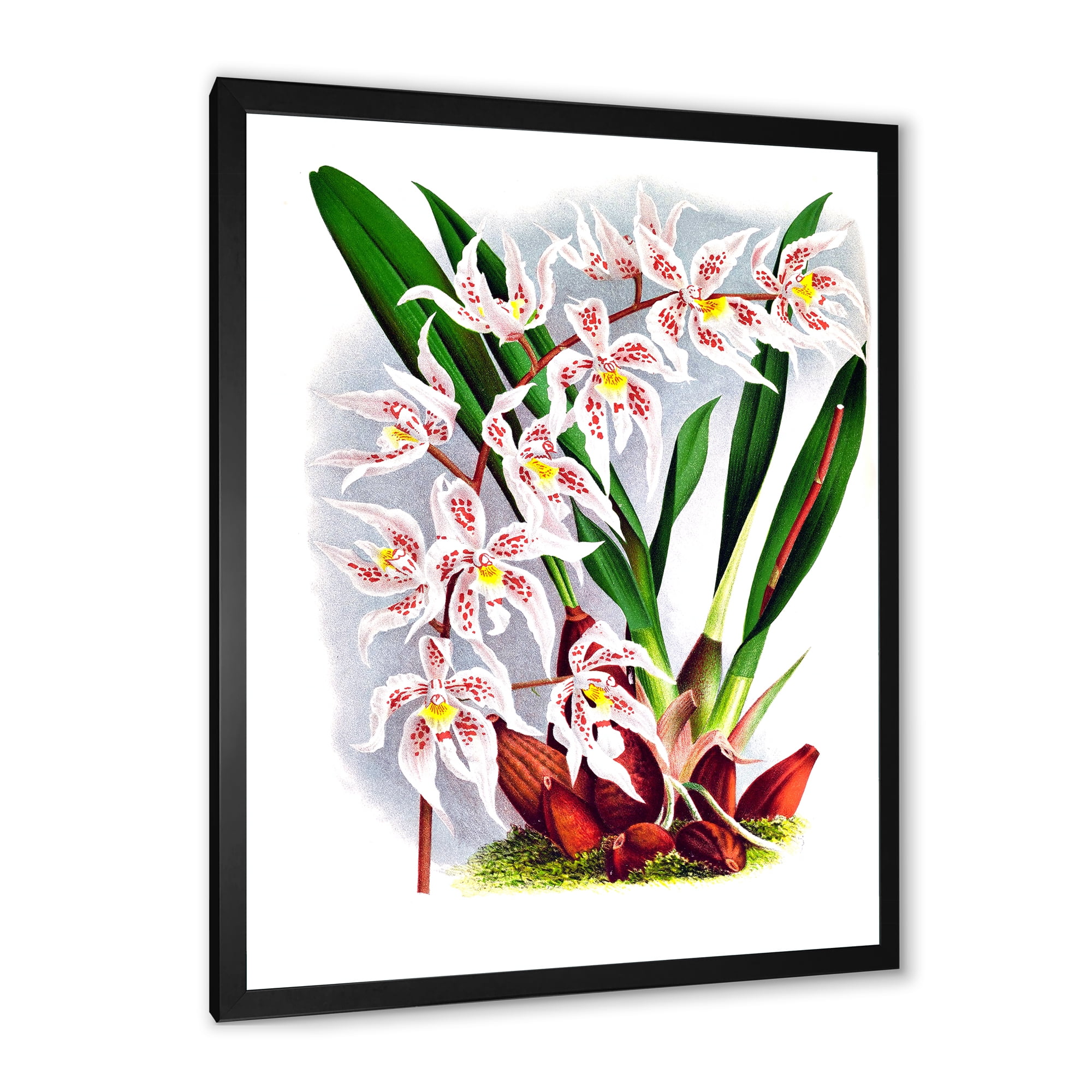 Designart 'White Vintage Orchid Flower II' Traditional Framed Art Print