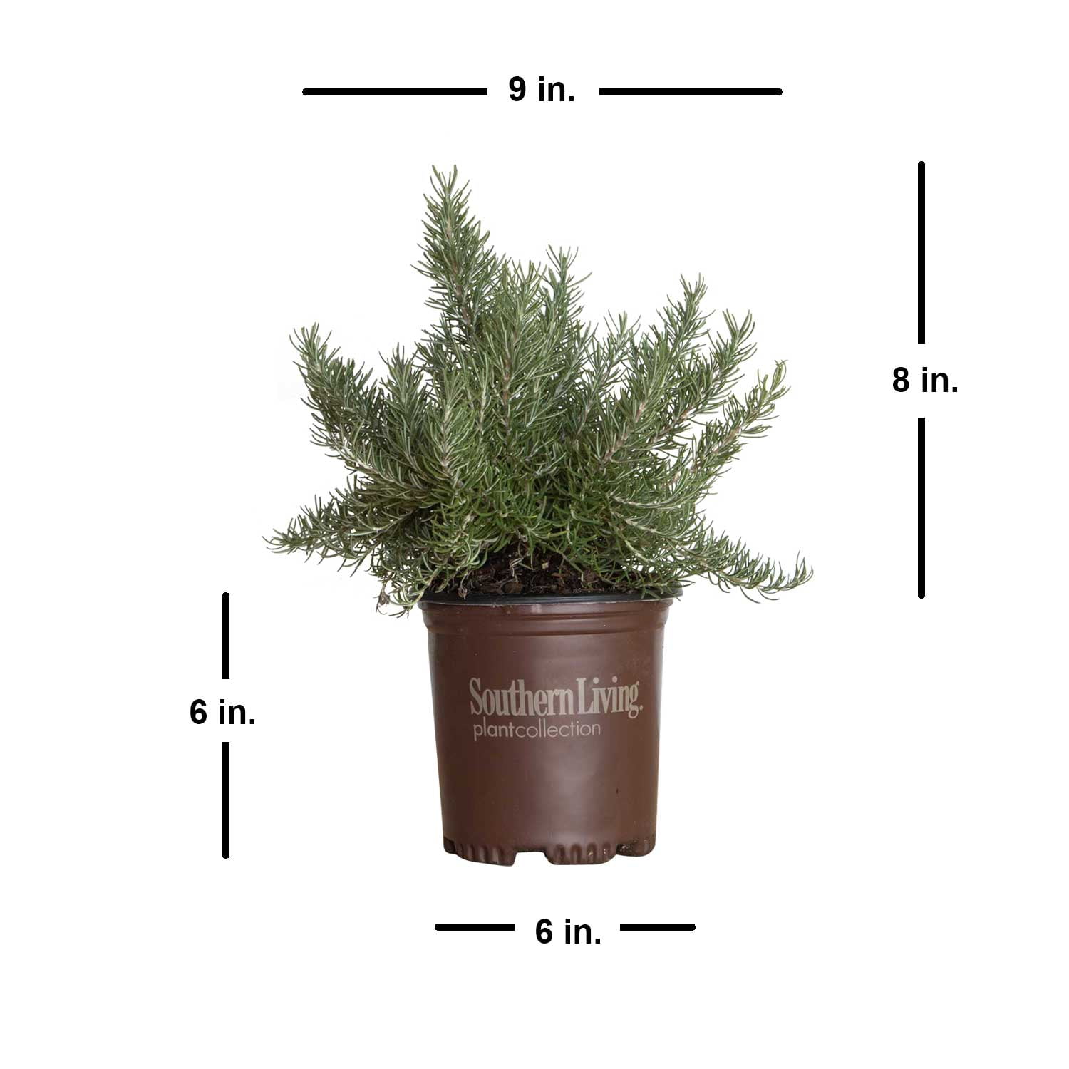 Southern Living Chef's Choice Rosemary Live Shrub in 2.5-Quart Grower Pot