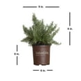thumbnail image 4 of Southern Living Chef's Choice Rosemary Live Shrub in 2.5-Quart Grower Pot, 4 of 10